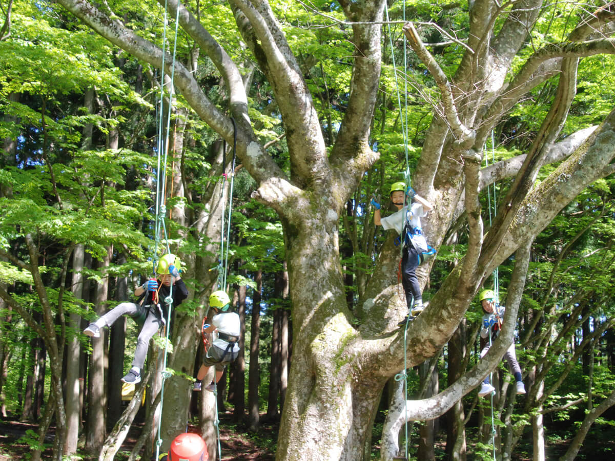 Tree Climbing®