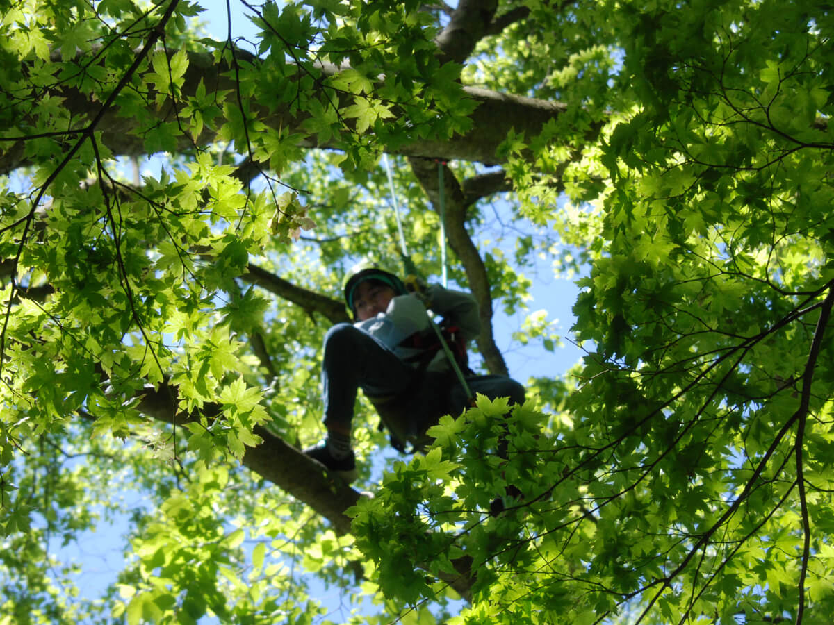 Tree Climbing®