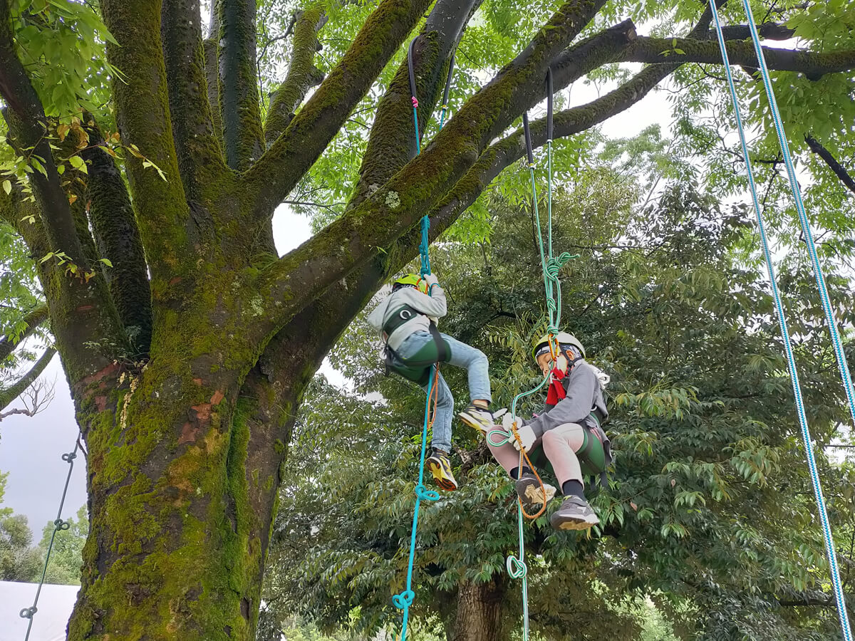 Tree Climbing®